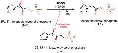 Targeting imidazole-glycerol phosphate dehydratase in plants: novel approach for structural and functional studies, and inhibitor blueprinting